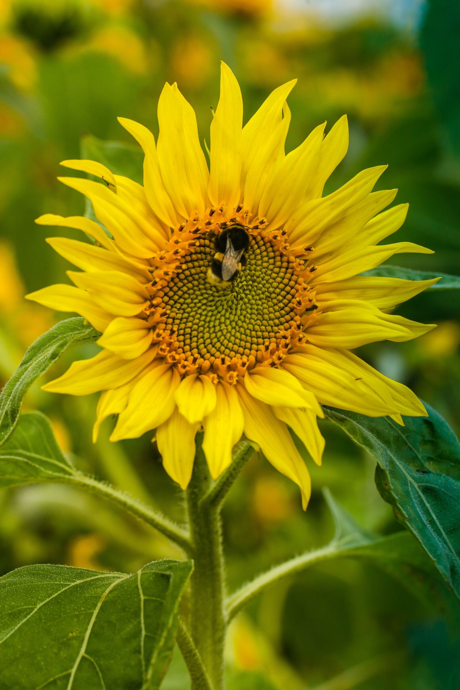 Canon EF 100mm F2.8L Macro IS USM sample photo. Sunflower, bumblebee, insect photography