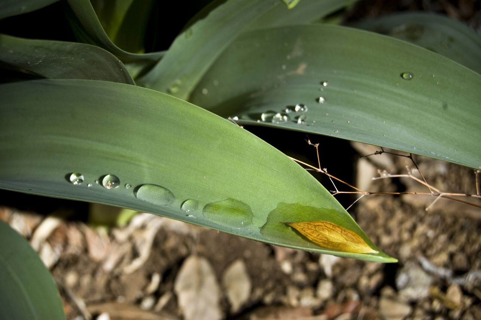 Nikon D40 sample photo. Rain, water, drops photography