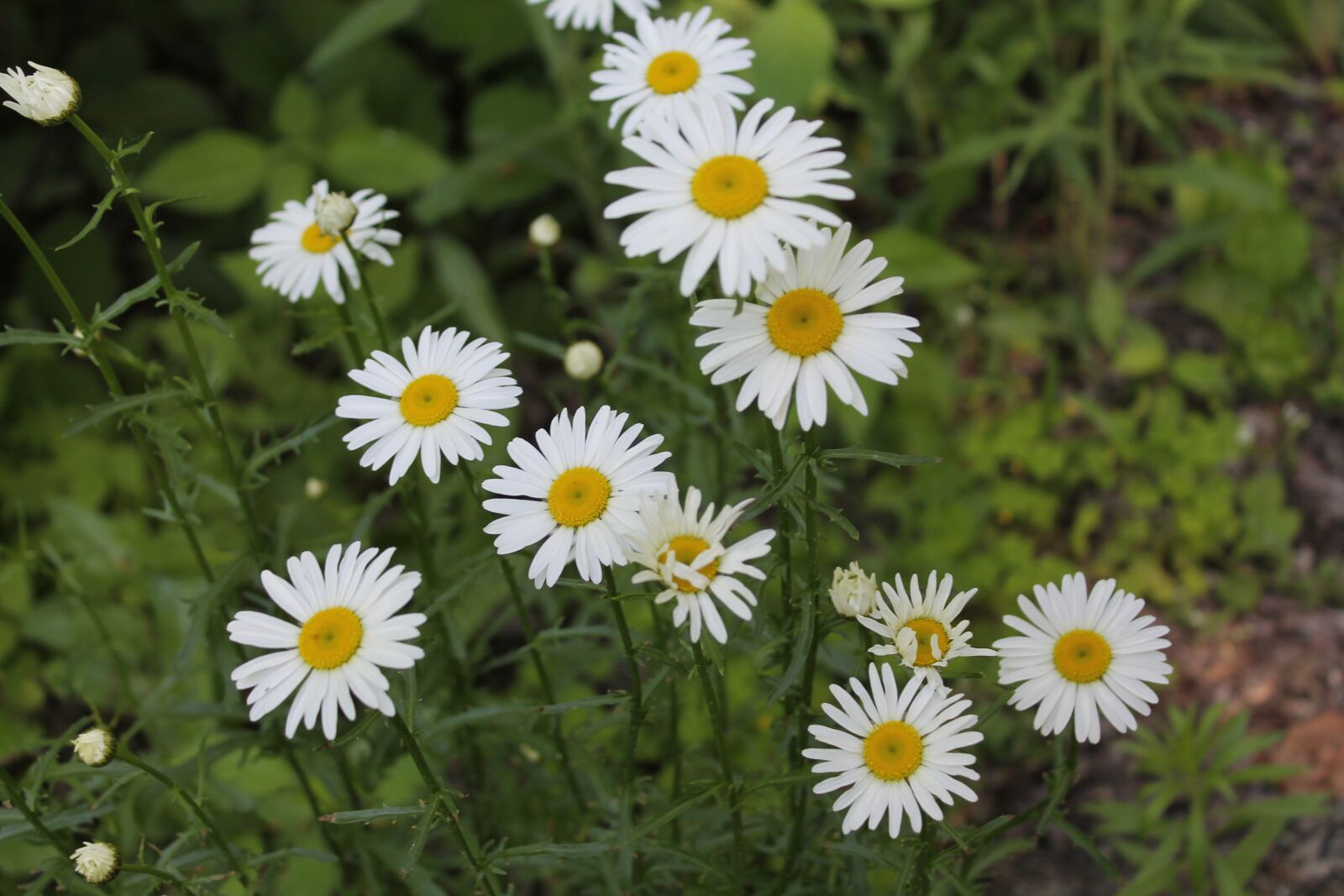 Canon EOS 1100D (EOS Rebel T3 / EOS Kiss X50) sample photo. Daisies, flowers, nature photography