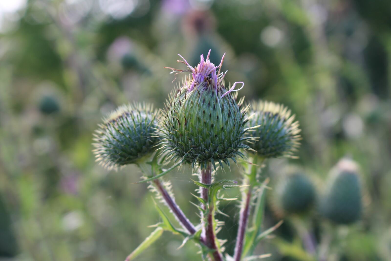 Canon EOS 100D (EOS Rebel SL1 / EOS Kiss X7) sample photo. Diestel, field, purple photography