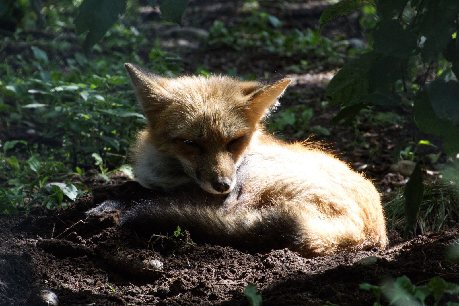 Canon EOS 1300D (EOS Rebel T6 / EOS Kiss X80) sample photo. Fuchs, sleep, nature photography