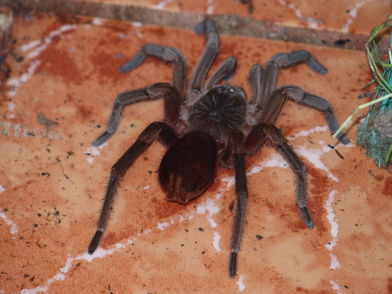 Panasonic Lumix DMC-FZ200 sample photo. Tarantula, spider, toxic photography
