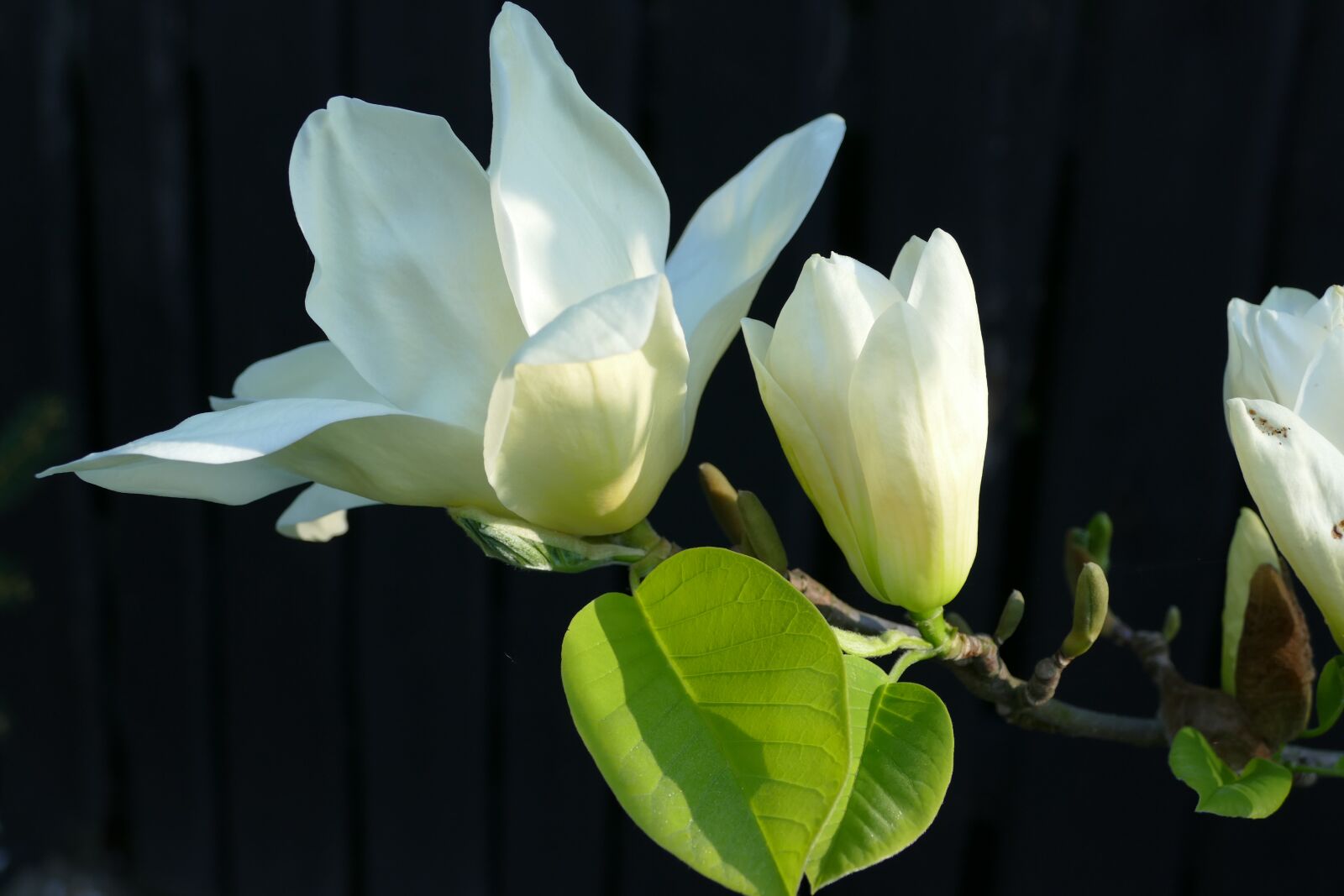 Panasonic Lumix DMC-FZ1000 sample photo. White flowers, magnolia flower photography