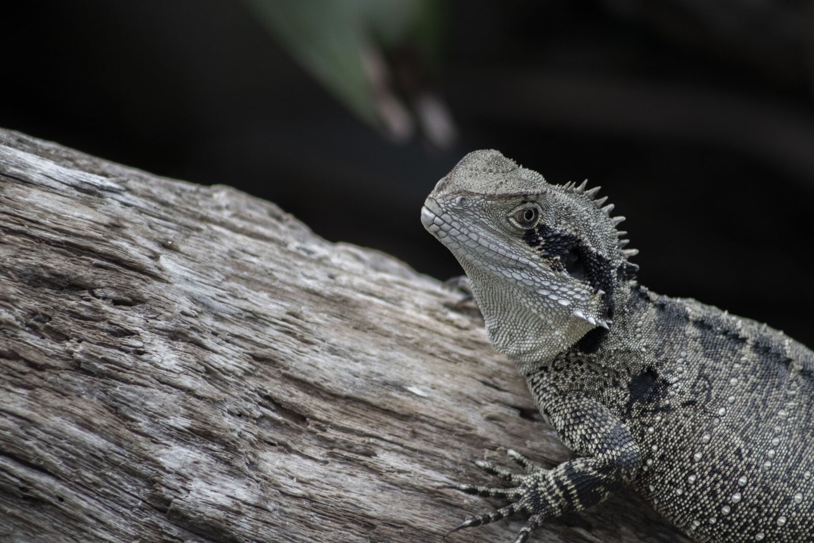 Canon EOS 800D (EOS Rebel T7i / EOS Kiss X9i) sample photo. Animal, reptile, scales photography