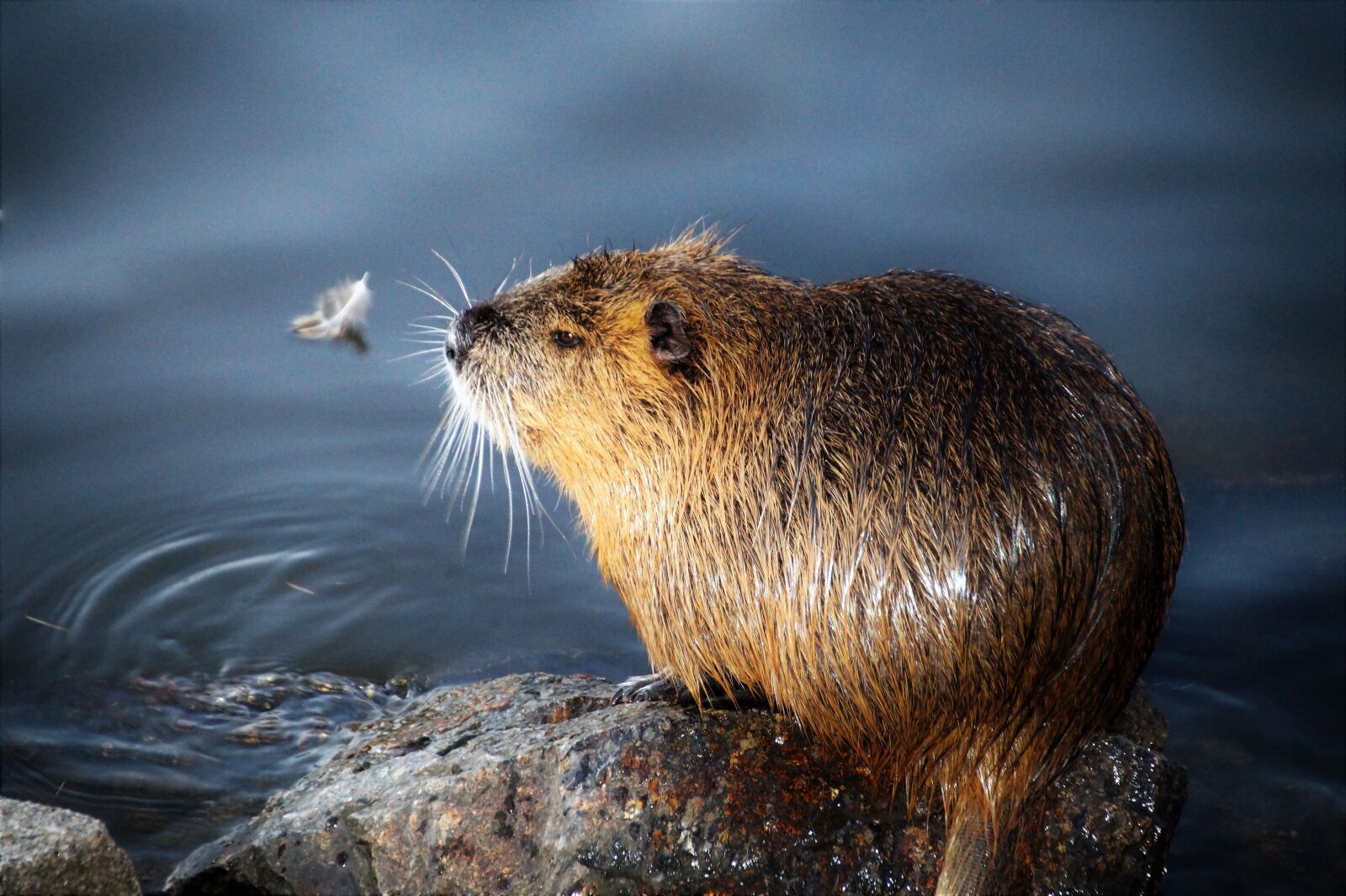 Sony SLT-A58 sample photo. Nutria, animal, rodents photography