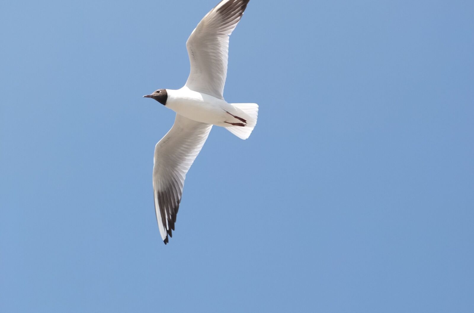 Fujifilm X10 sample photo. Seagull, sky, kunming photography