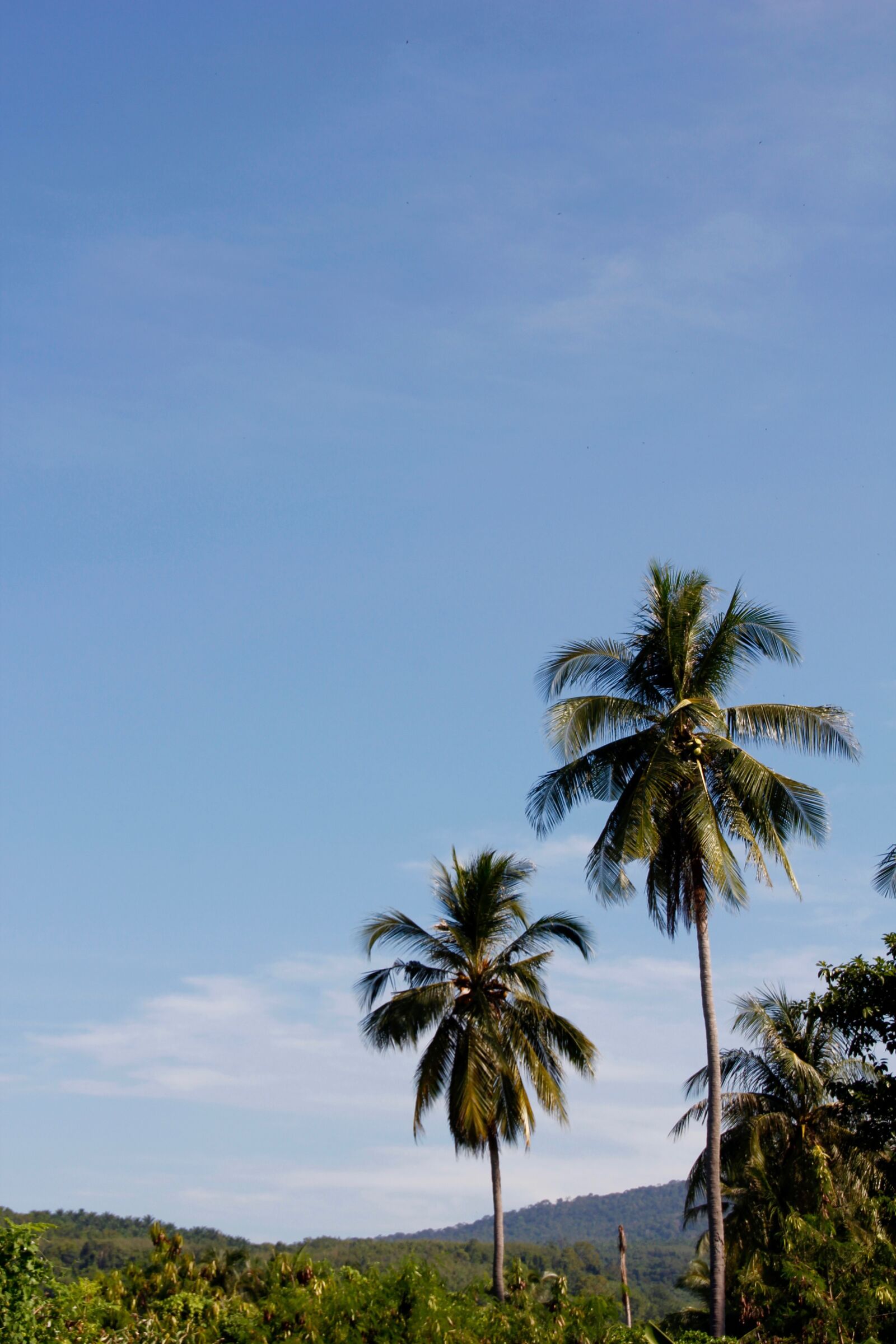 Canon EOS 60D sample photo. Thailand, palm, sky photography