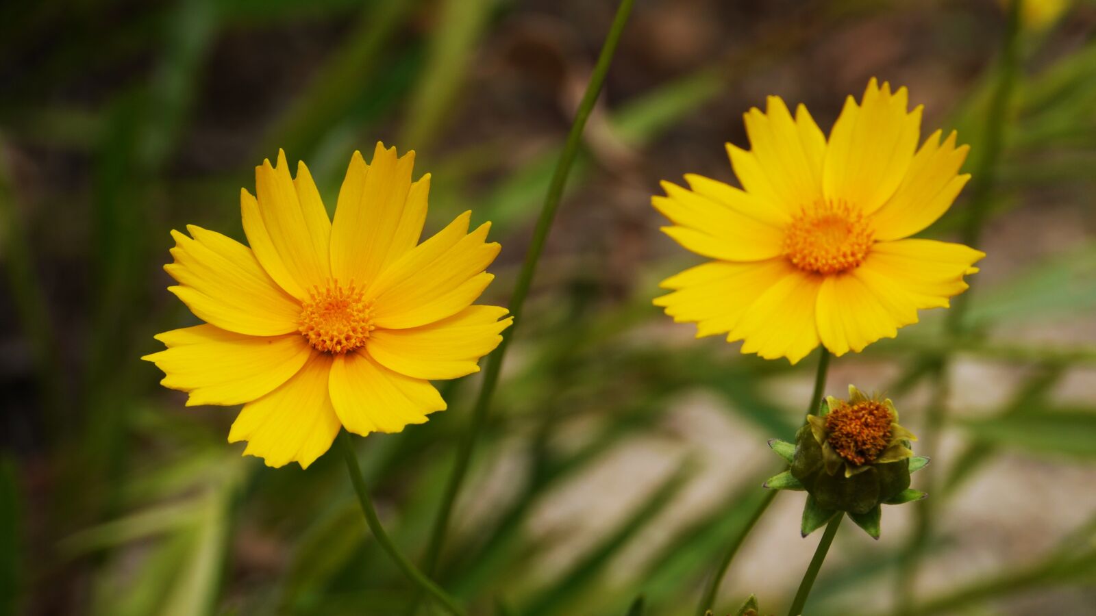 Panasonic Lumix DMC-GH3 sample photo. Flowers, korea, summer photography