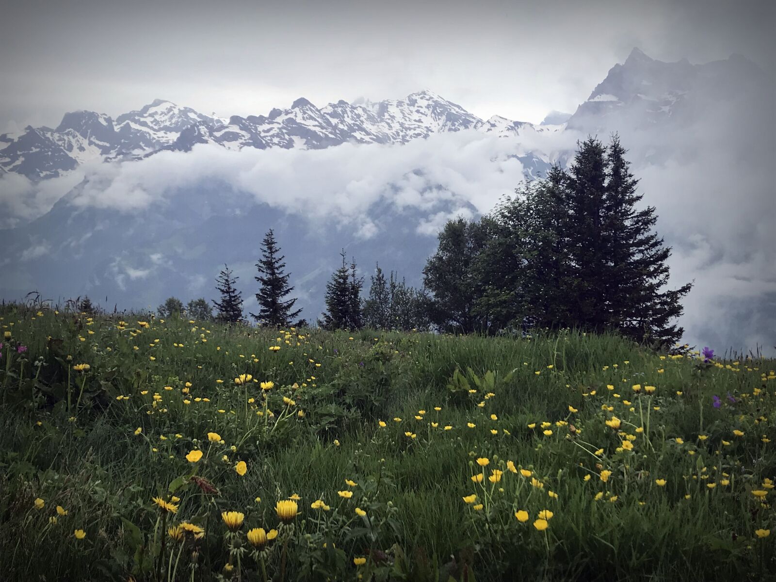 iPhone 7 back camera 3.99mm f/1.8 sample photo. Mountains, forest, meadow photography