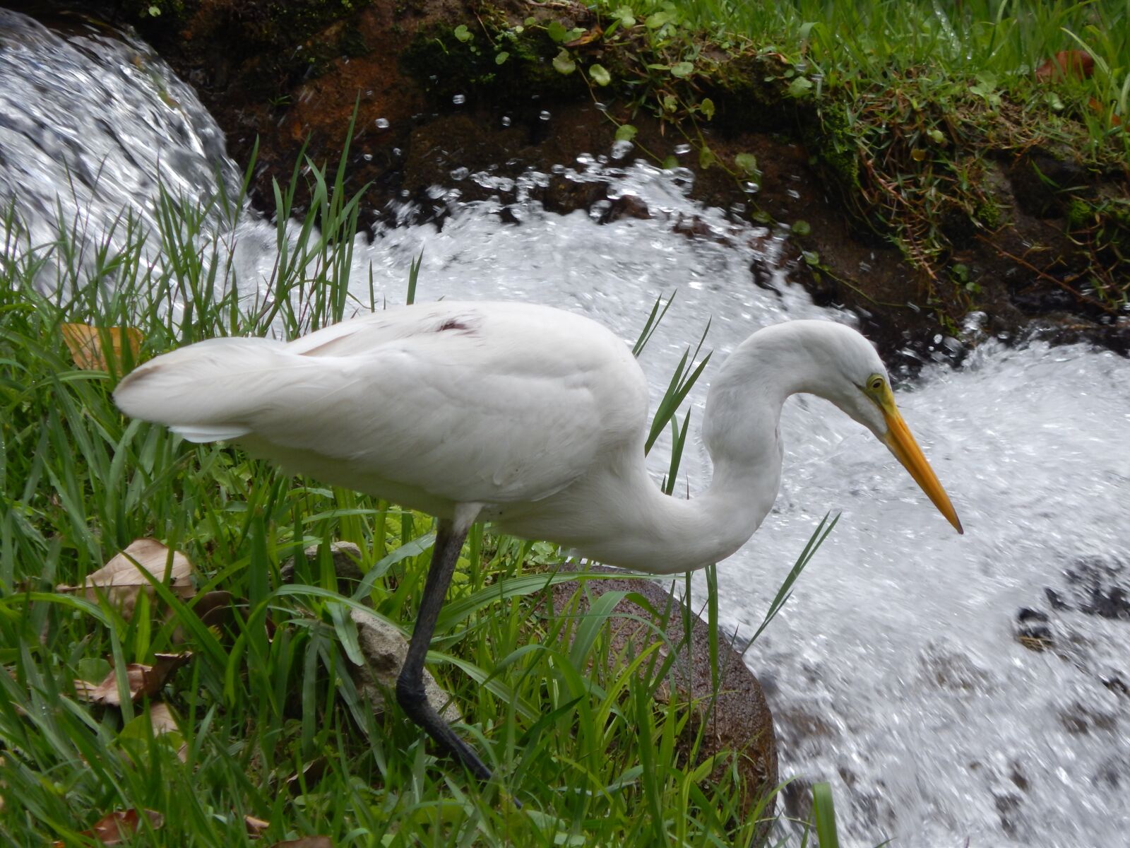 Nikon Coolpix L820 sample photo. Great egret, posing in photography