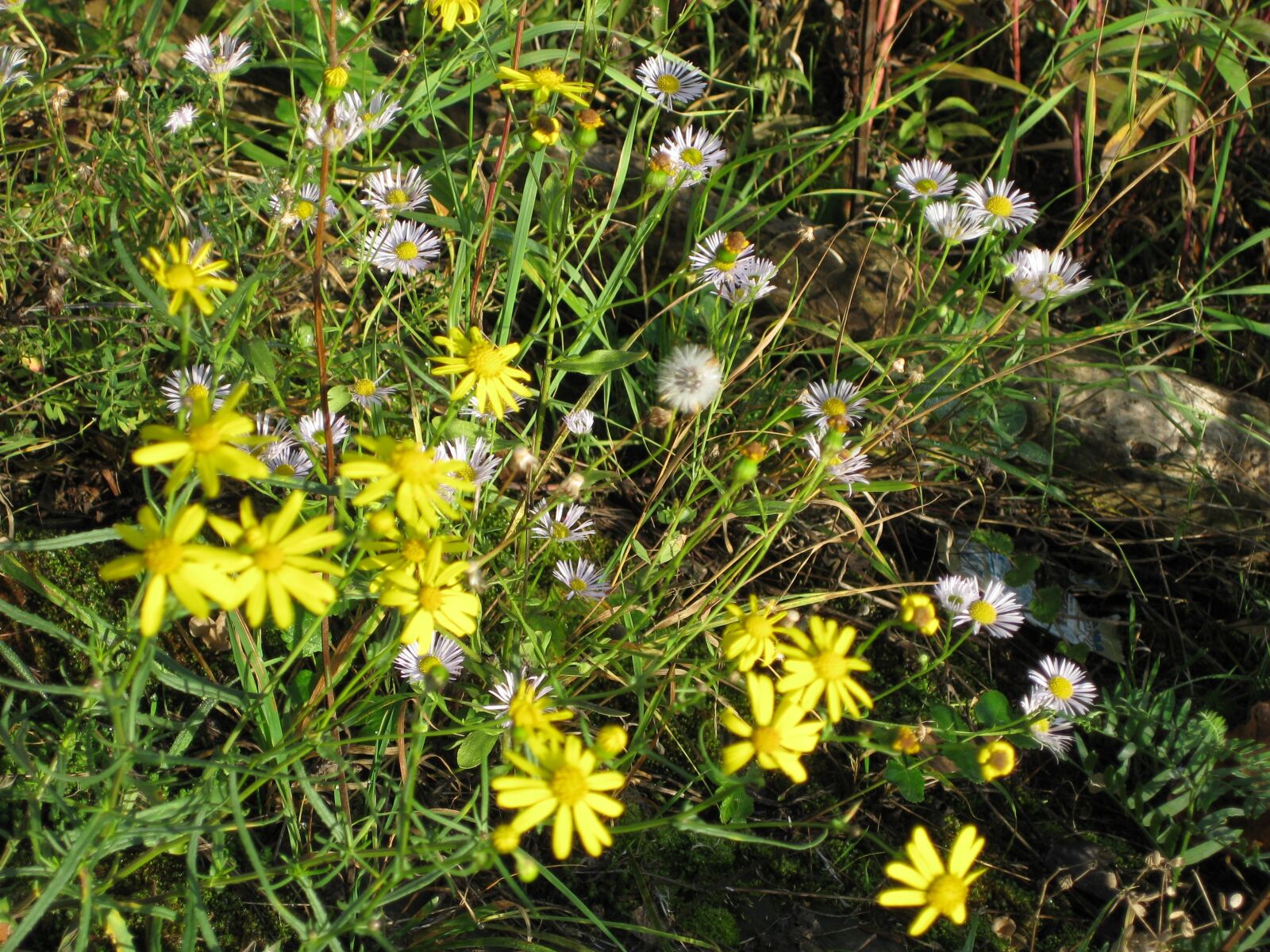 Canon PowerShot SD1100 IS (Digital IXUS 80 IS / IXY Digital 20 IS) sample photo. Wild flowers, white, yellow photography