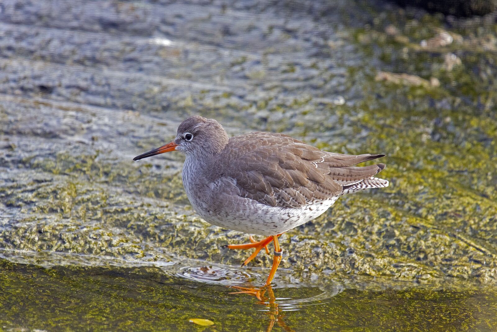 Nikon D500 sample photo. Redshank, limokole, wader photography