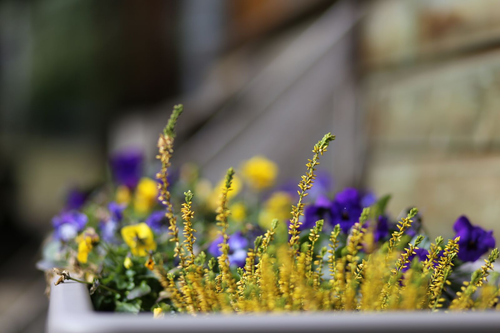 Canon EF 85mm F1.8 USM sample photo. Karoo na, flower, yellow photography