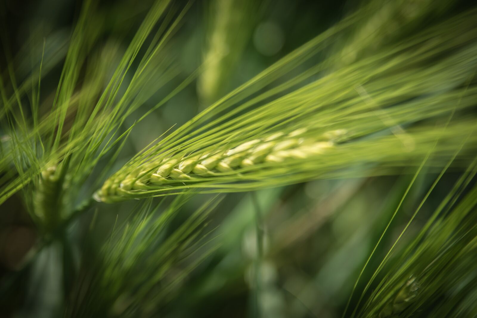 Nikon D750 sample photo. Barley, agriculture, cereals photography