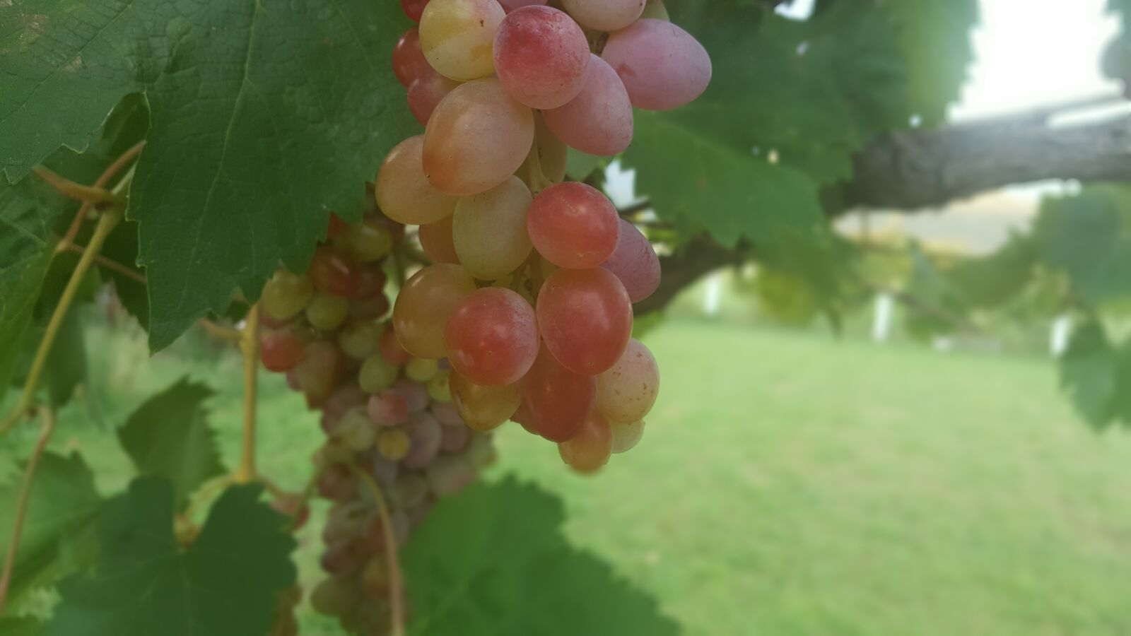 Samsung Galaxy Note5 sample photo. Grape, fruit, bio photography