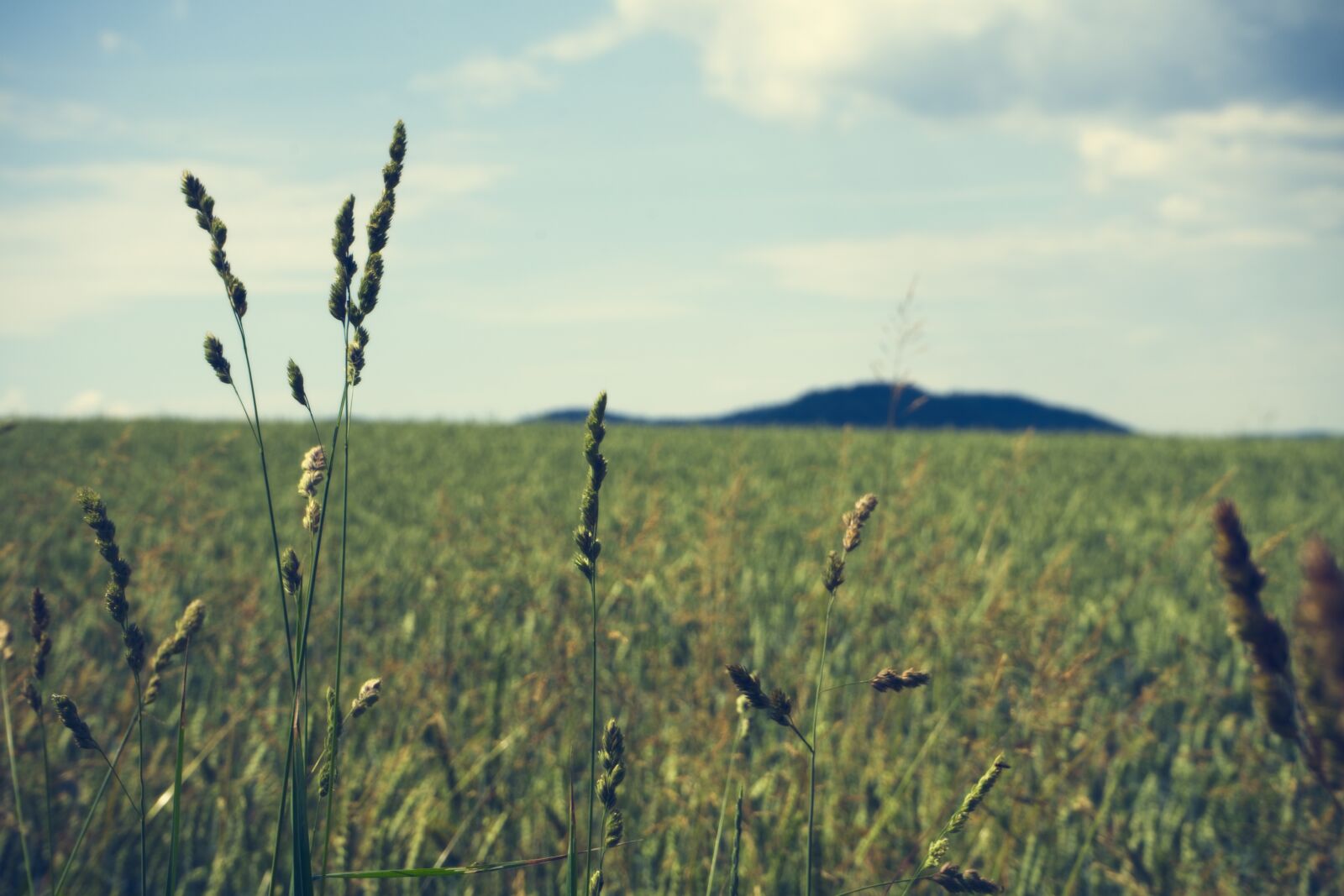 Sony FE 28-70mm F3.5-5.6 OSS sample photo. Meadow, landscape, mountain photography