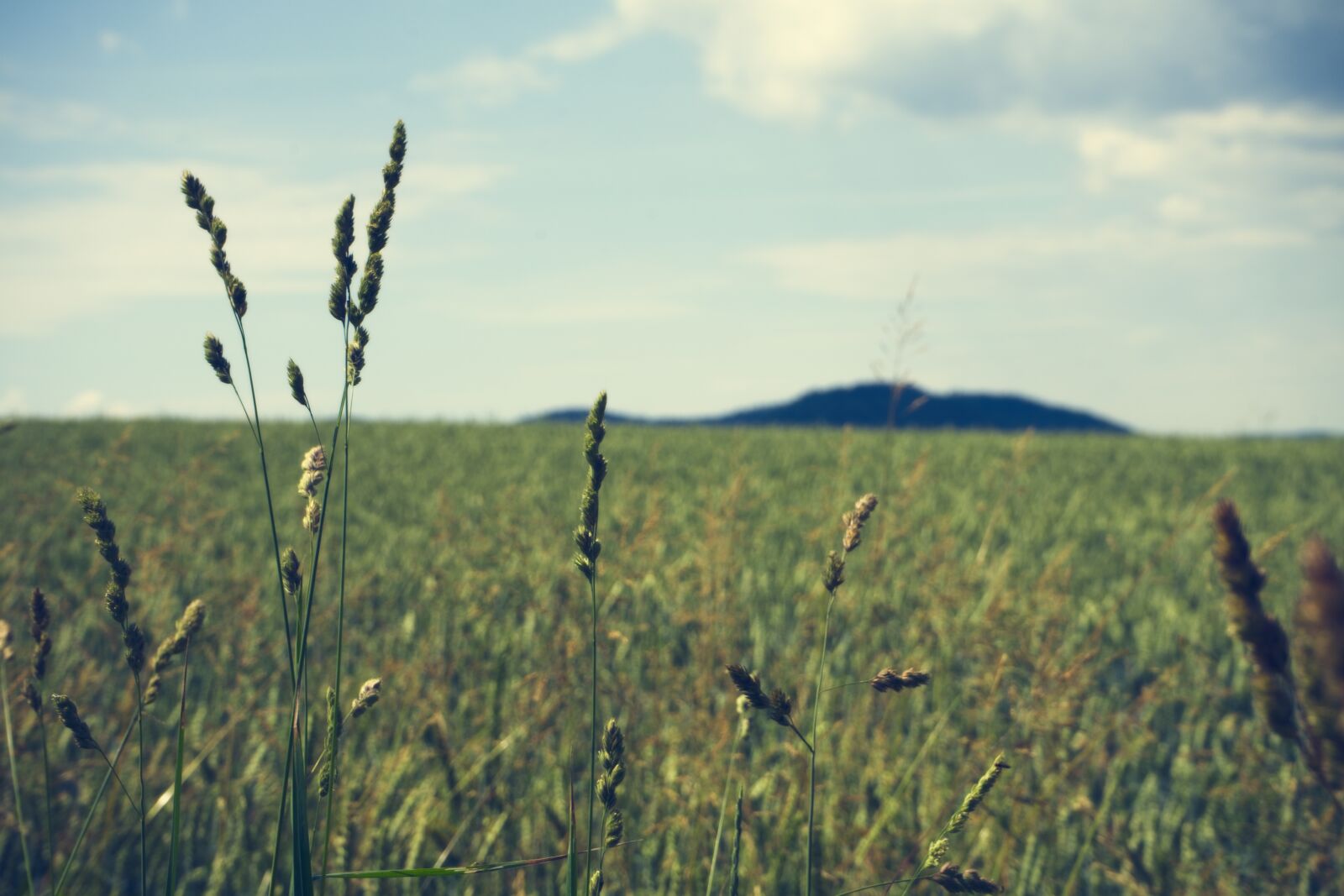 Sony a7 sample photo. Meadow, landscape, mountain photography