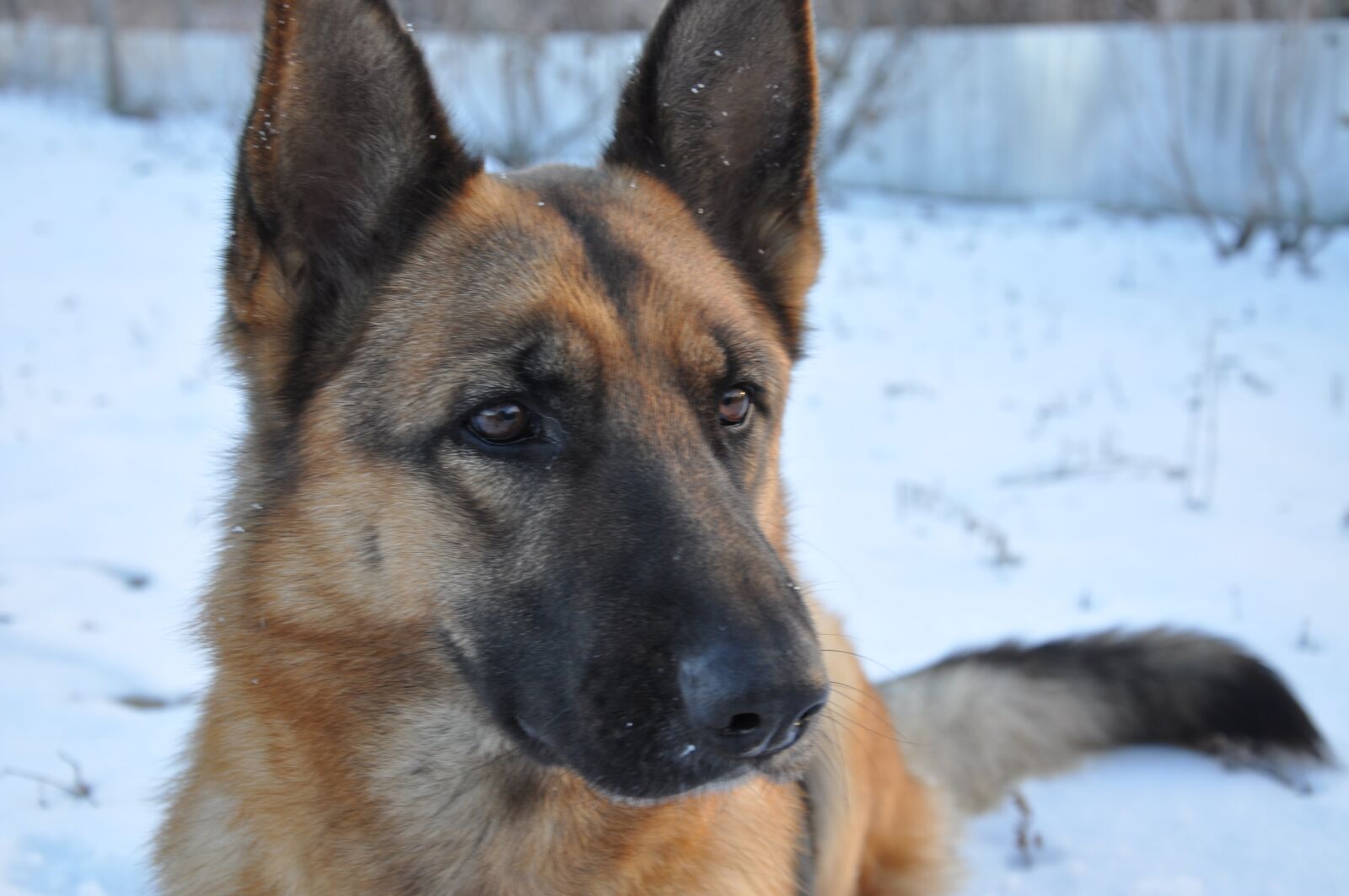 Nikon D90 sample photo. Dog, training, home photography