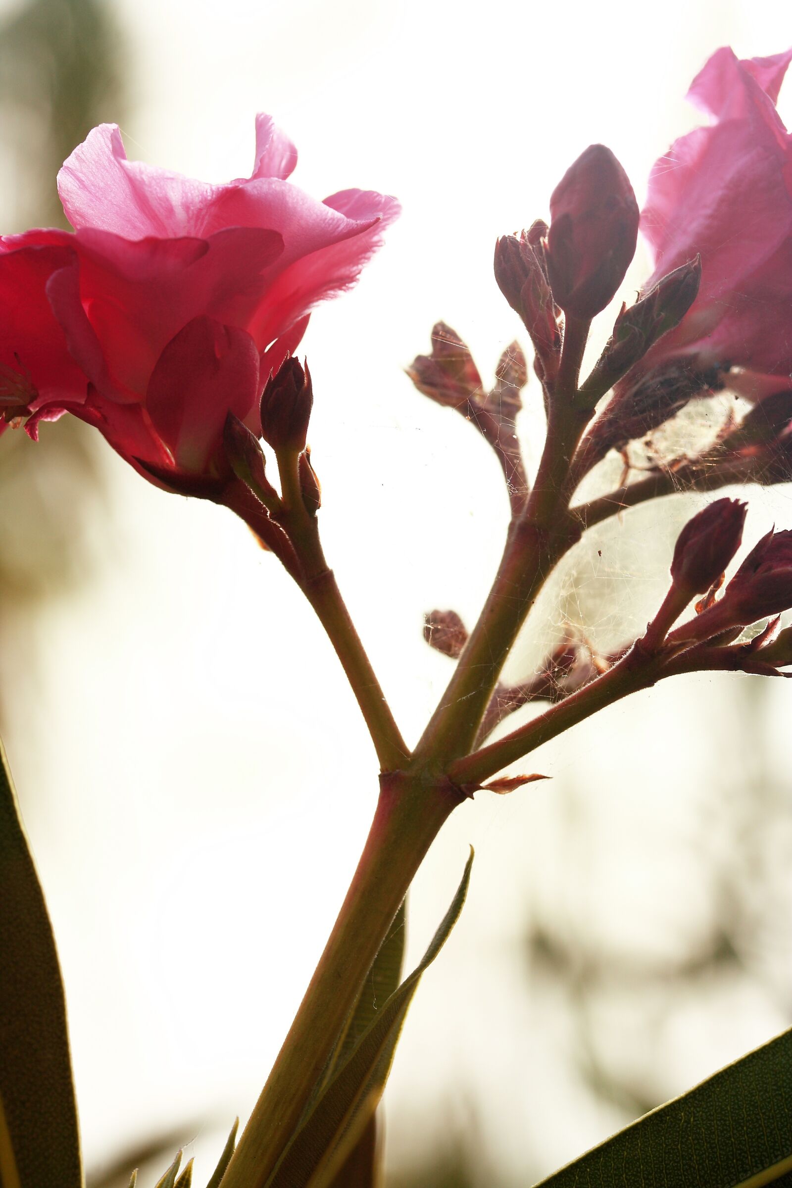 Canon EOS 40D sample photo. Flower, pink, spring photography