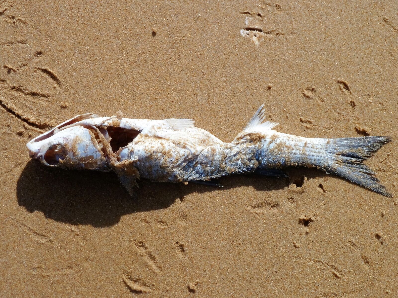 Panasonic Lumix DMC-ZS5 (Lumix DMC-TZ8) sample photo. Animal, fish, beach photography