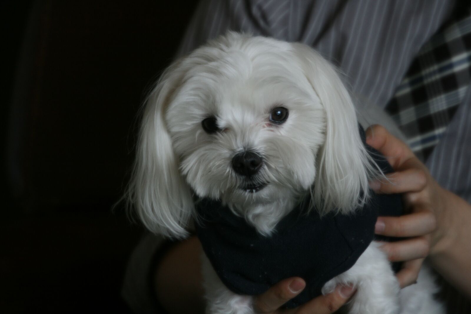 Canon EOS 400D (EOS Digital Rebel XTi / EOS Kiss Digital X) sample photo. Puppy, pets, dog photography
