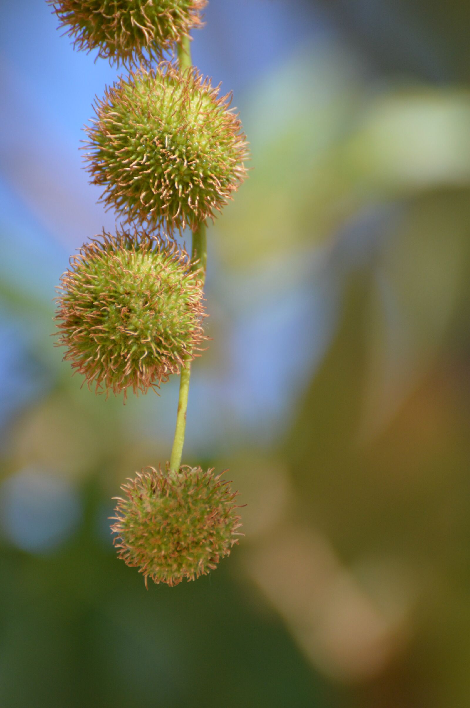Nikon D3200 sample photo. Sycamore, tree, fruit photography