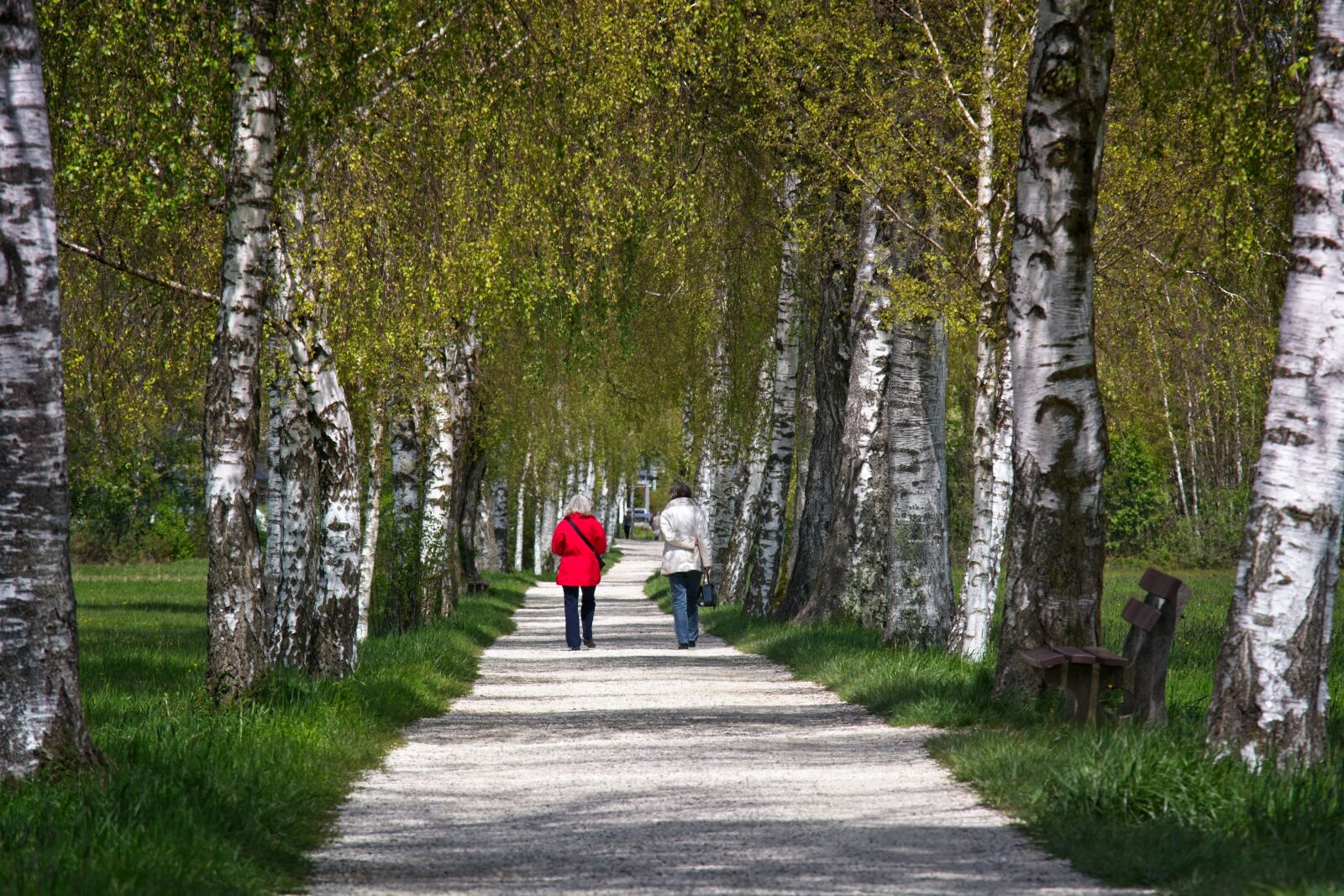 Nikon D7100 sample photo. Spring, avenue, birch photography