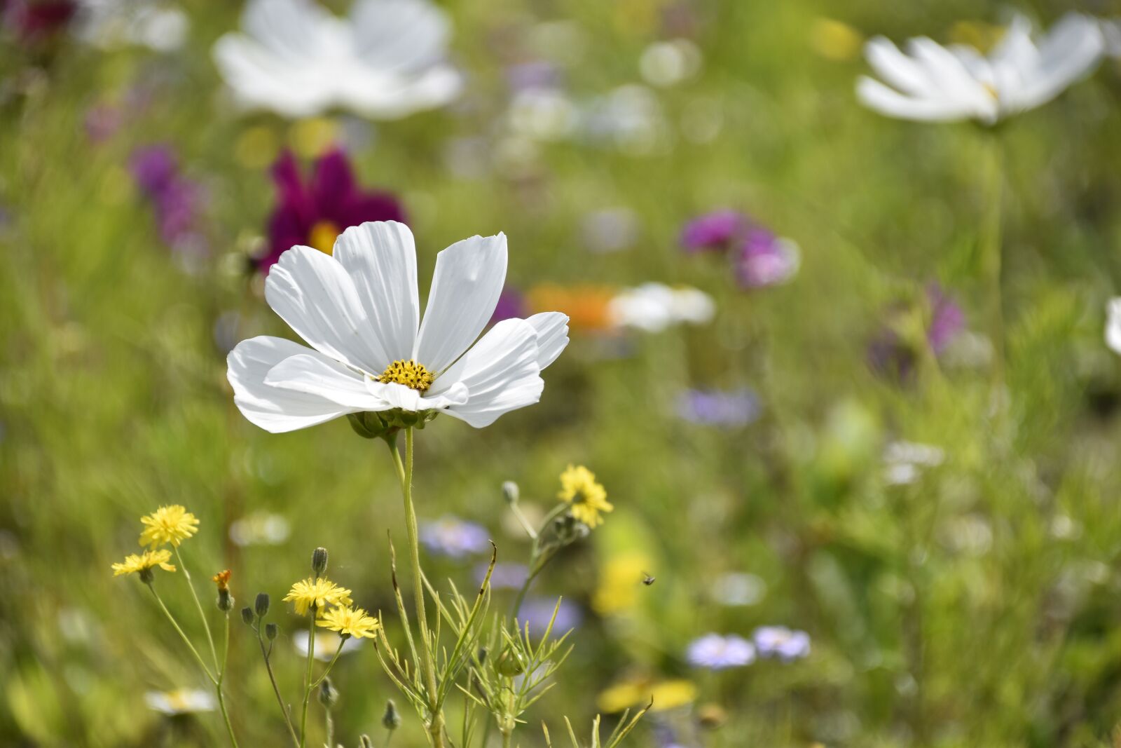 Nikon D5600 sample photo. Flower garden, white flower photography