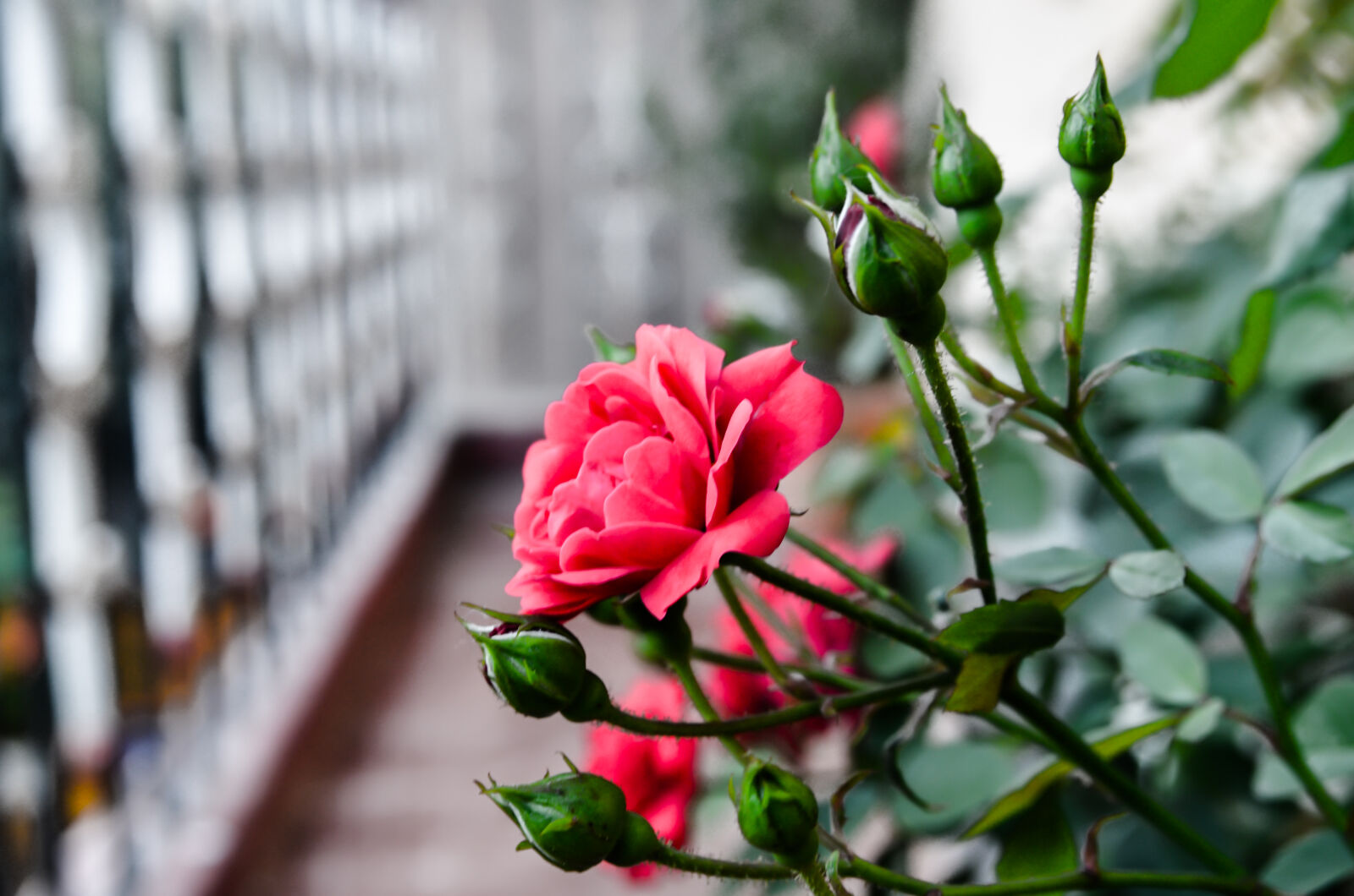 Nikon D5100 sample photo. Red, roses photography