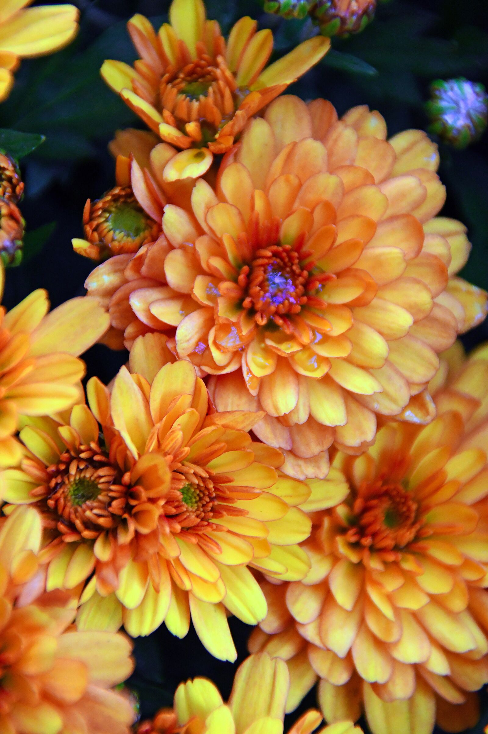 Nikon D3200 sample photo. Autumn, fall flowers, chrysanthemum photography