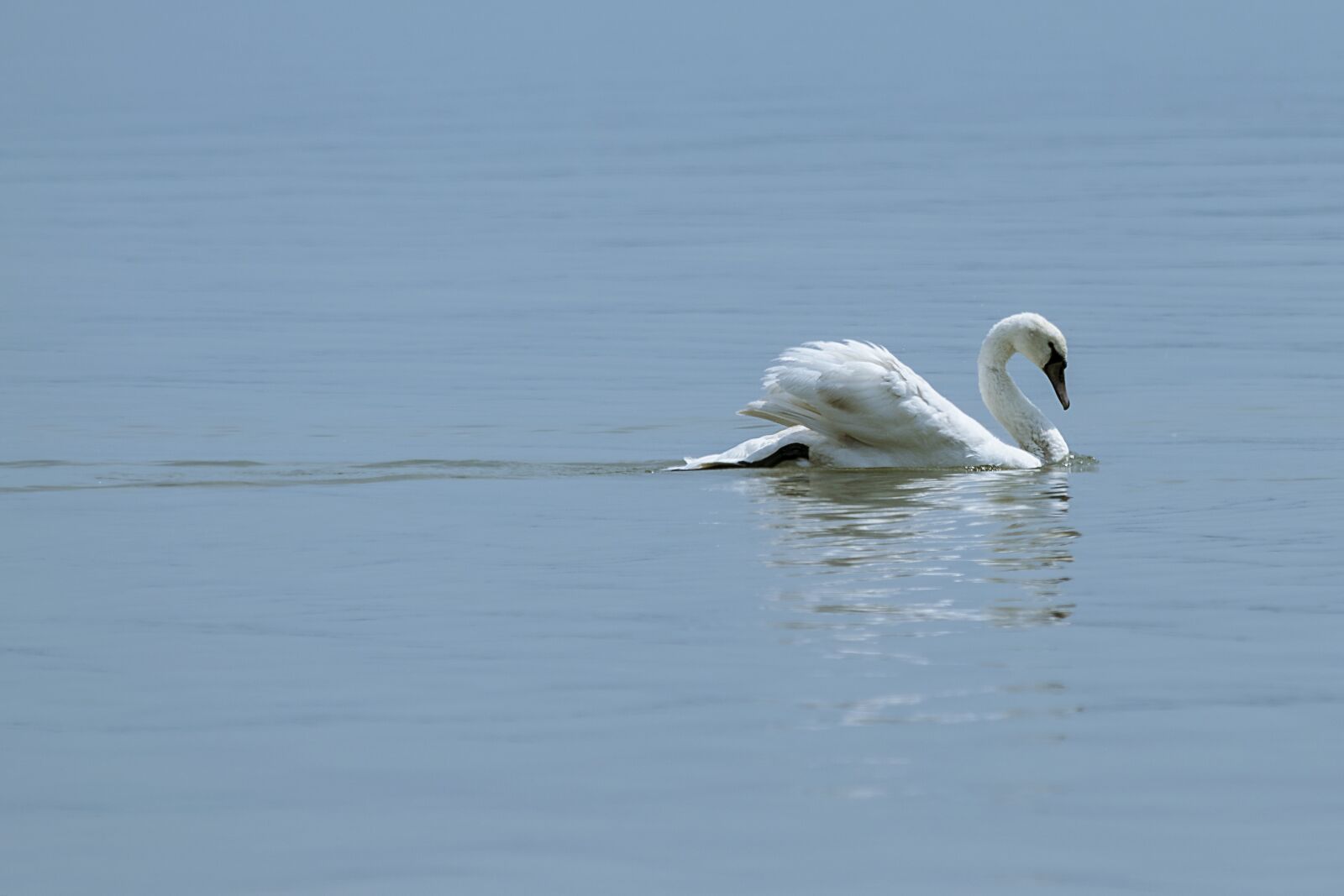 Nikon D3300 sample photo. Swan, white, animals photography