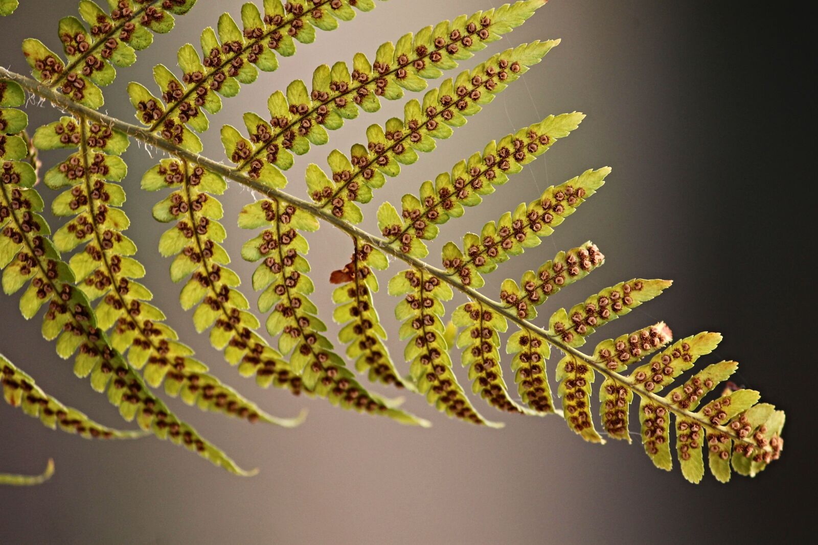 Canon EOS 1100D (EOS Rebel T3 / EOS Kiss X50) sample photo. Fern, fern leaf, sporangia photography