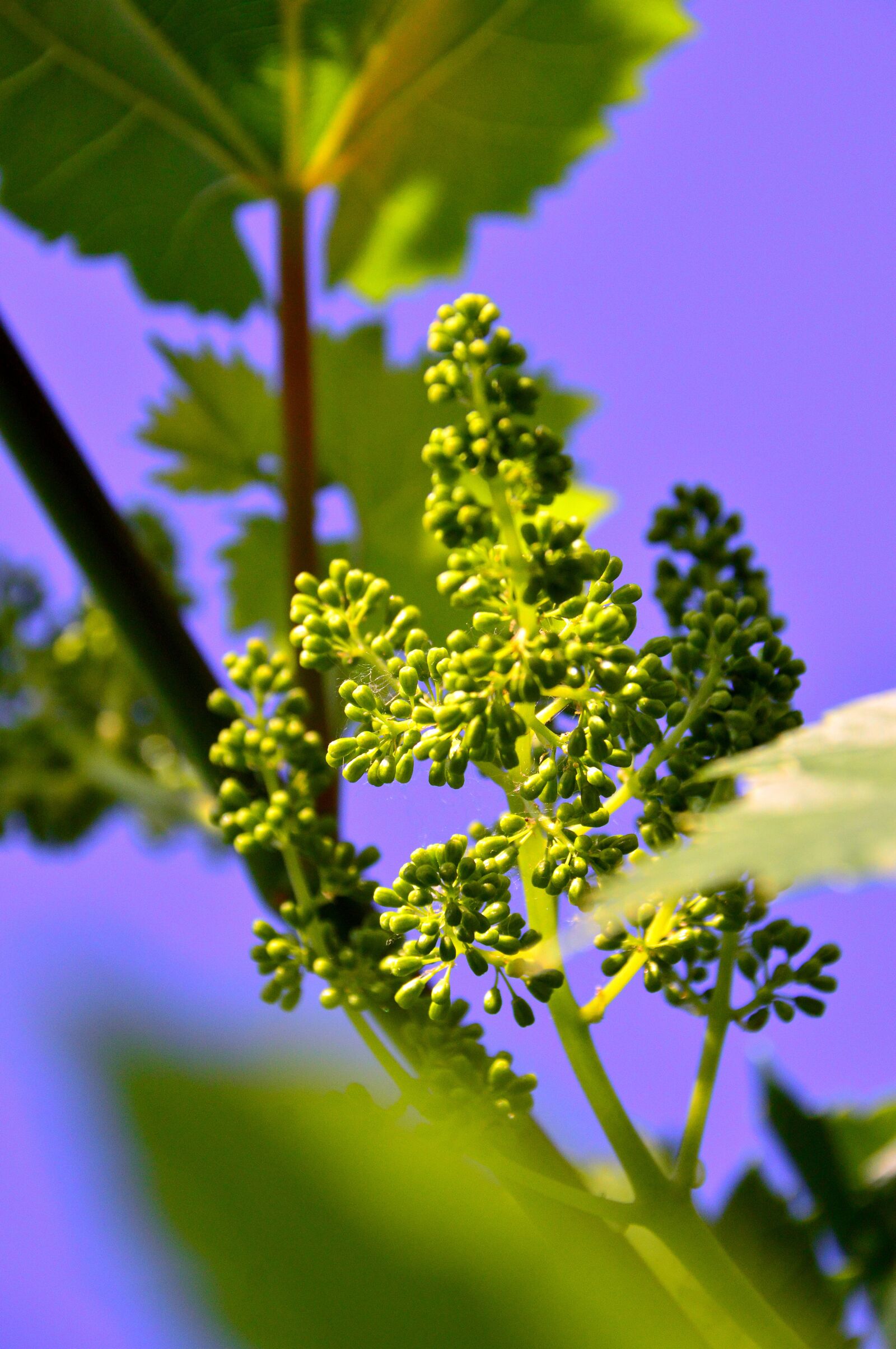 Nikon D3200 sample photo. Grape, immature grapes, grape photography