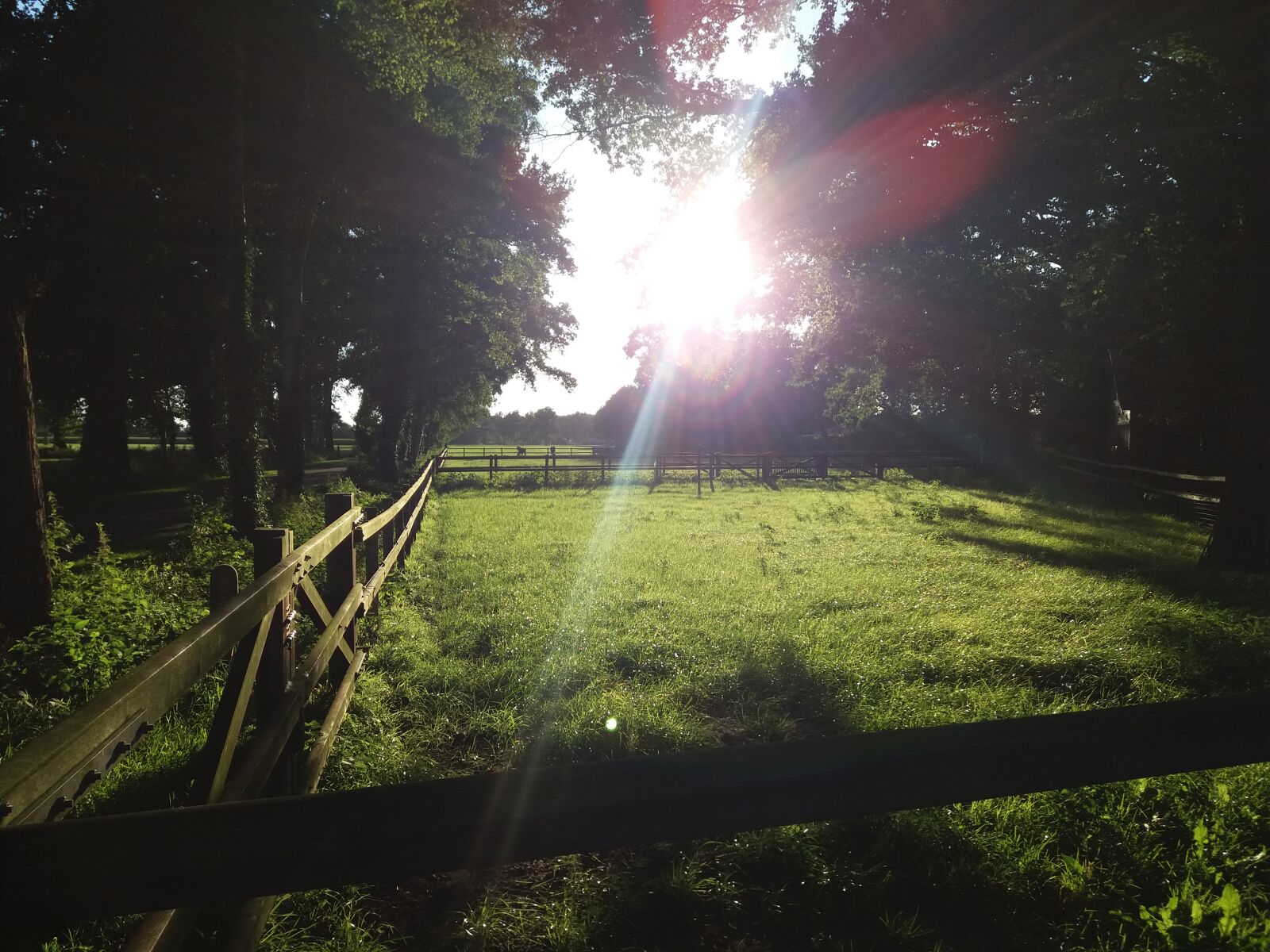 Samsung Galaxy J5 sample photo. Cow, fence, field, grass photography