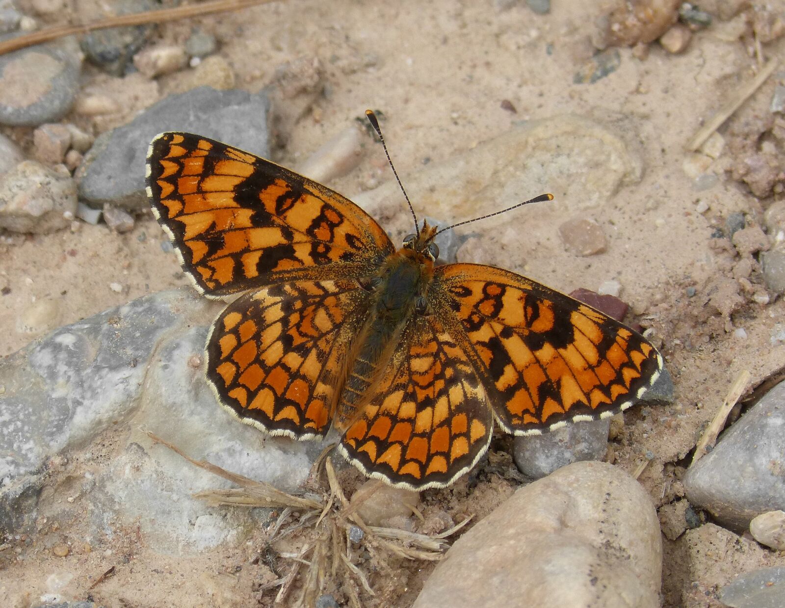 Panasonic DMC-FZ62 sample photo. Butterfly, maiden more, melitaea photography