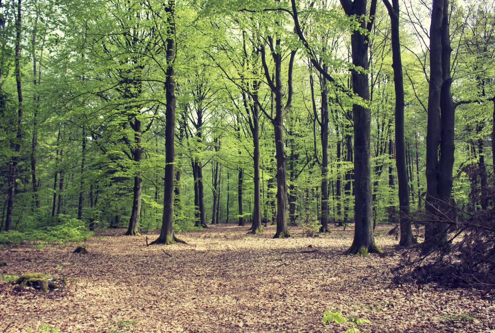 Canon EOS 700D (EOS Rebel T5i / EOS Kiss X7i) sample photo. Nature, tree, landscape photography