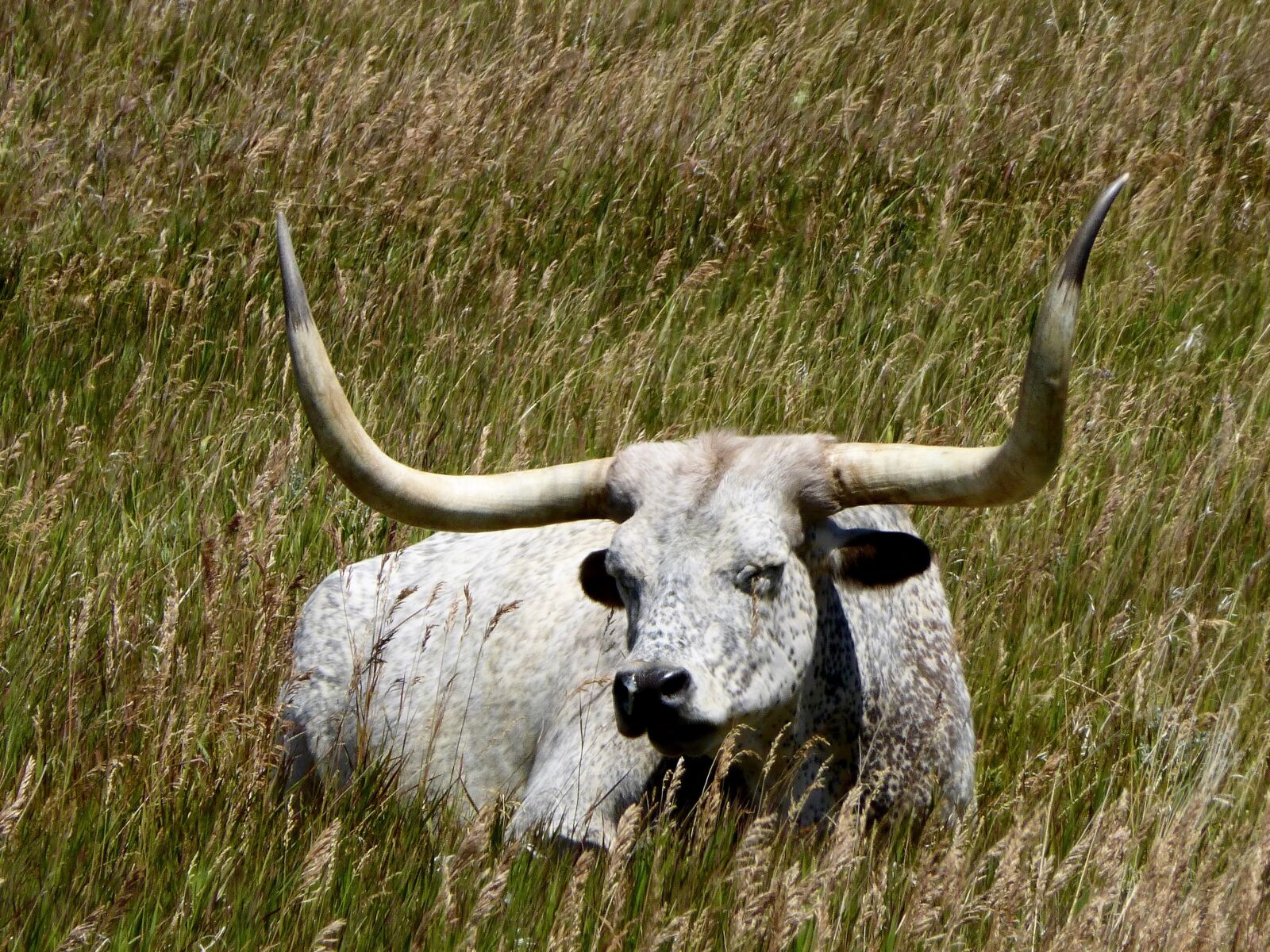 Panasonic Lumix DMC-ZS25 (Lumix DMC-TZ35) sample photo. Mammal, animal, cattle photography