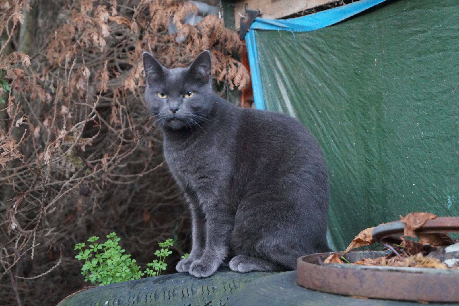 Sony SLT-A58 sample photo. Cat, animal, domestic photography