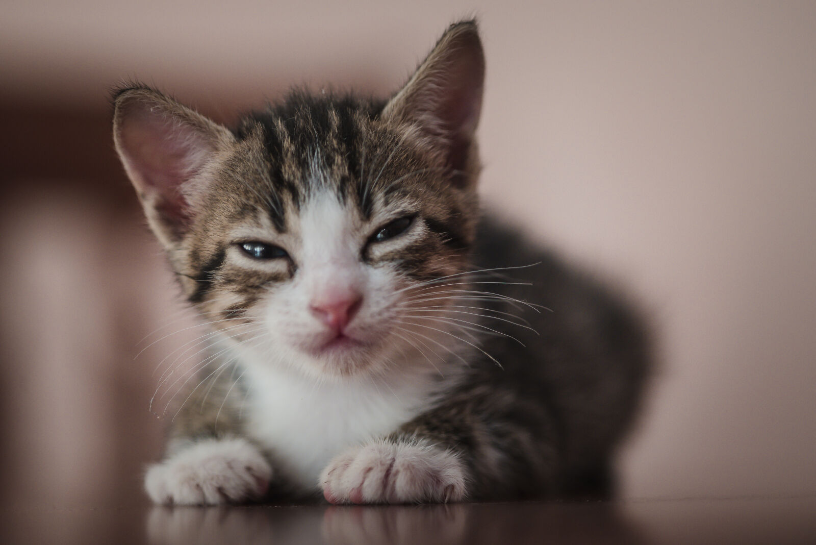 Nikon D610 + Nikon AF-S Micro-Nikkor 105mm F2.8G IF-ED VR sample photo. Animal, awesome, baby, cat photography