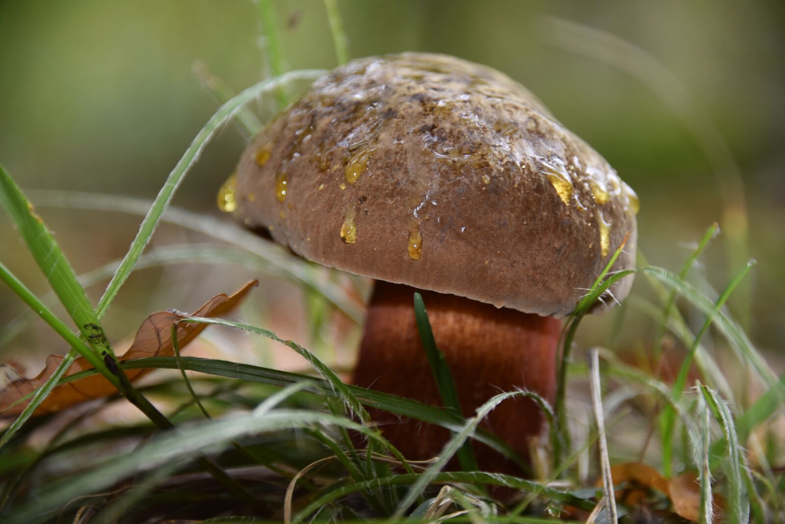 Nikon D750 sample photo. Autumn, mushroom, cep photography