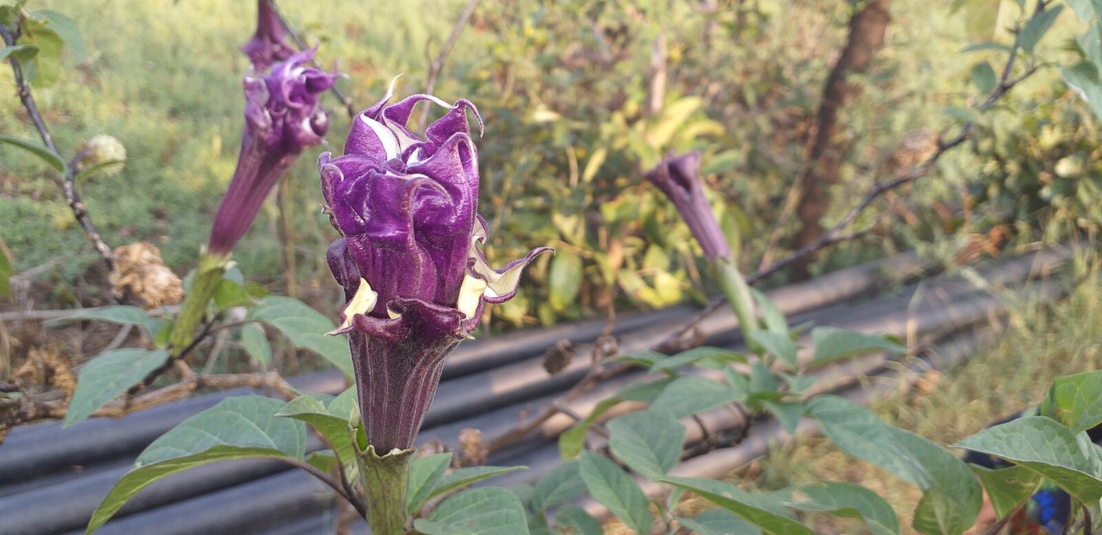 Samsung Galaxy J6+ sample photo. Datura, flower, plant photography