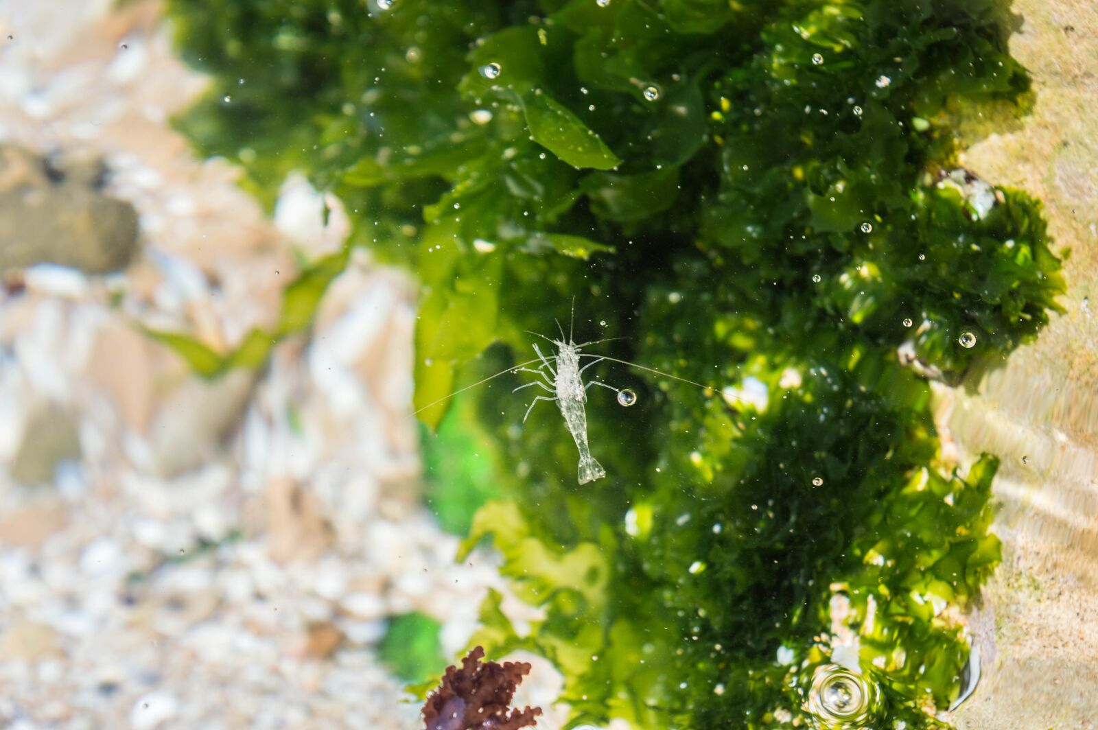 Nikon D3200 sample photo. Sea, water, life photography