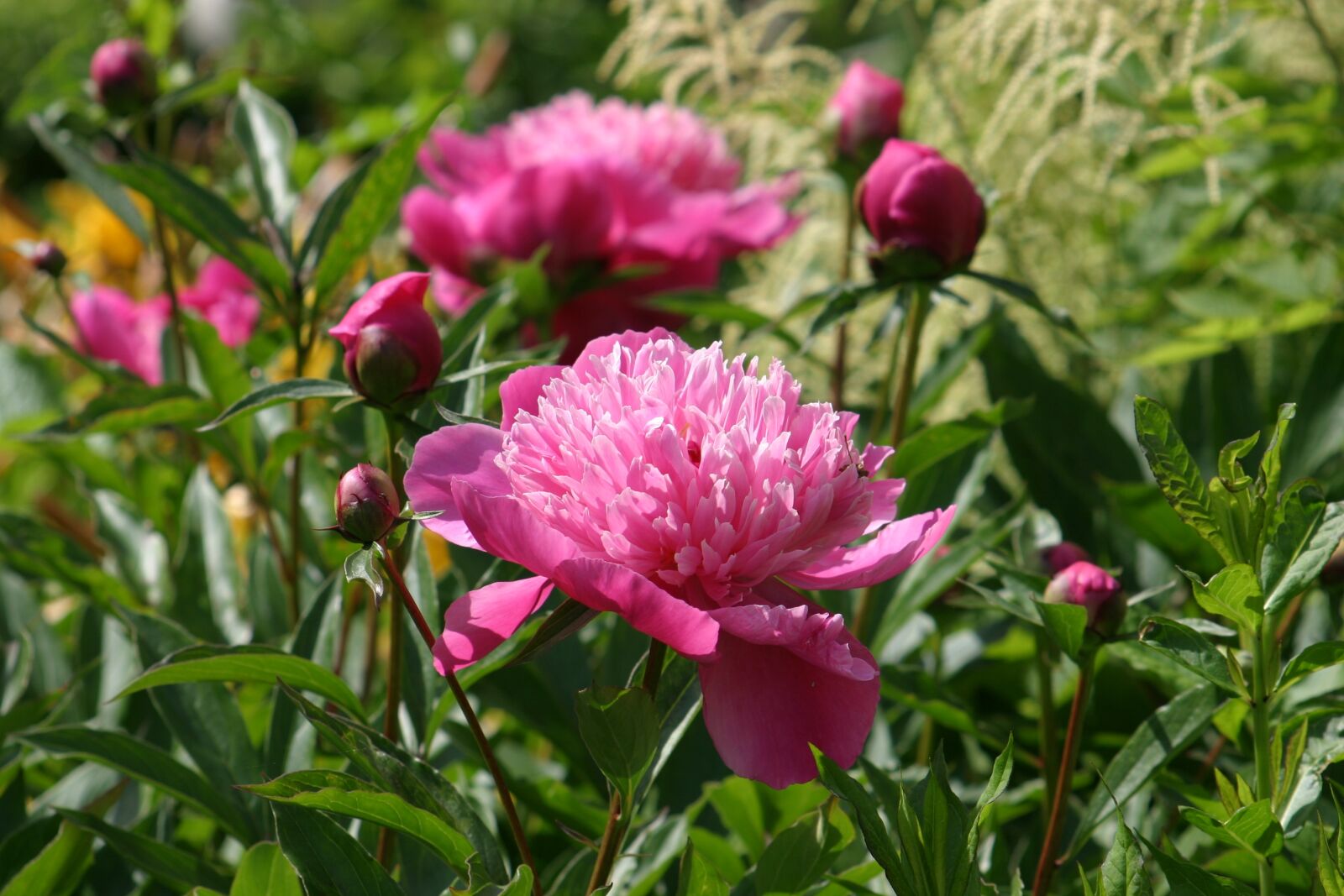 Canon EOS 300D (EOS Digital Rebel / EOS Kiss Digital) sample photo. Peony, garden, blossom photography
