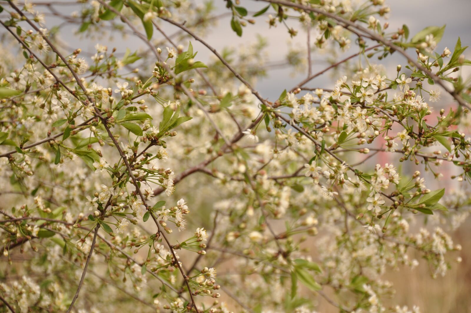 Nikon D90 sample photo. Spring, bloom, branch photography