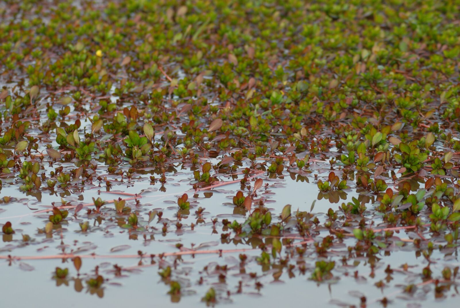 Nikon D200 sample photo. Water, nature, river photography
