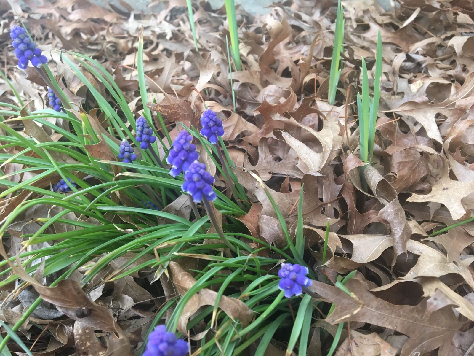 Apple iPhone 6s sample photo. Flowers, spring, purple photography