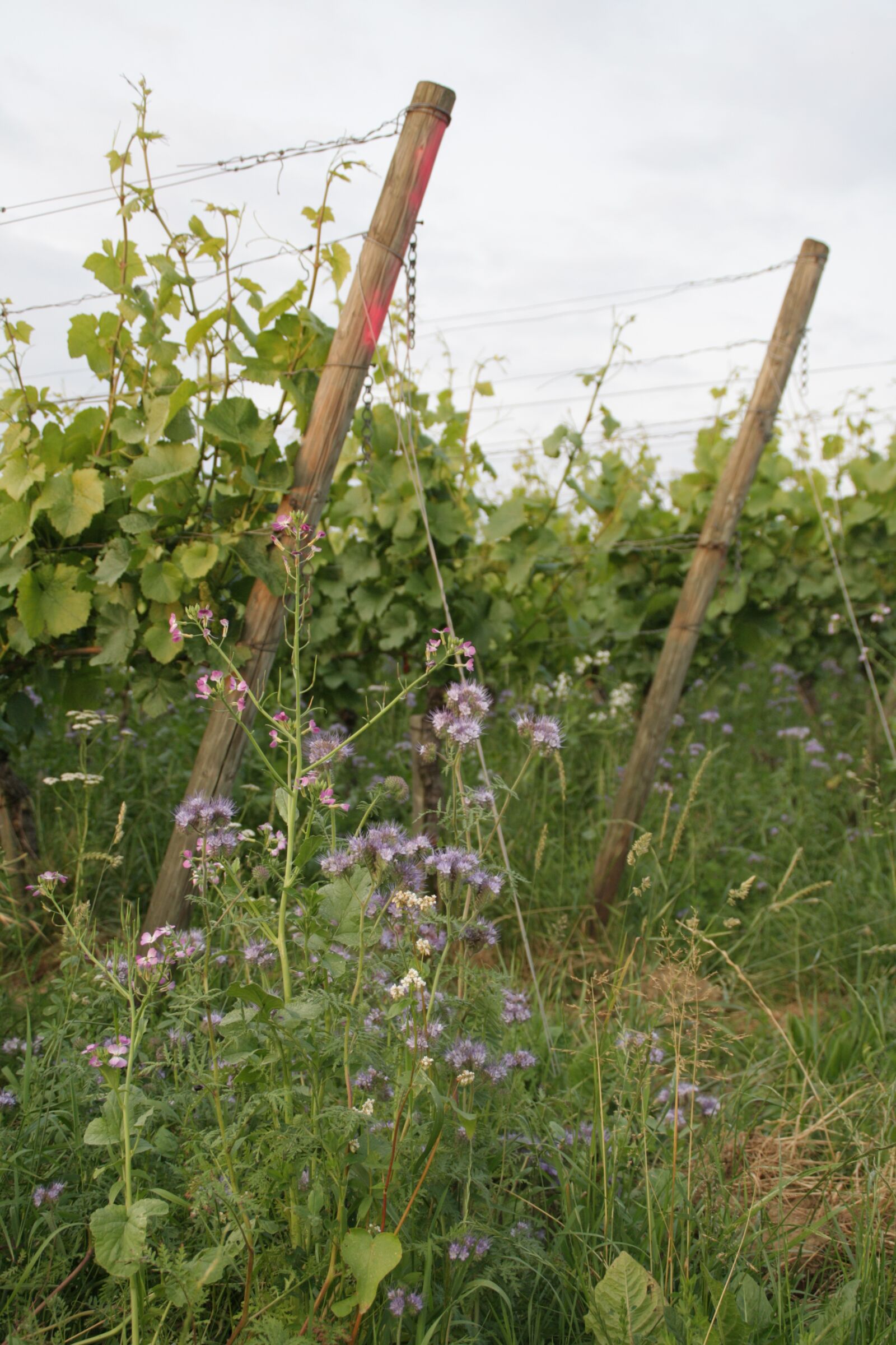 Canon EOS 1000D (EOS Digital Rebel XS / EOS Kiss F) sample photo. Vineyard, pflanze, frühling photography