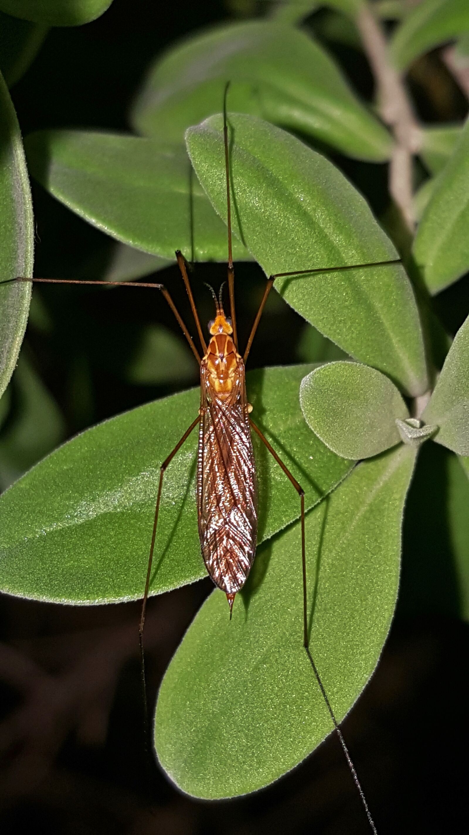Samsung Galaxy Note5 sample photo. Crane fly, mosquito eater photography