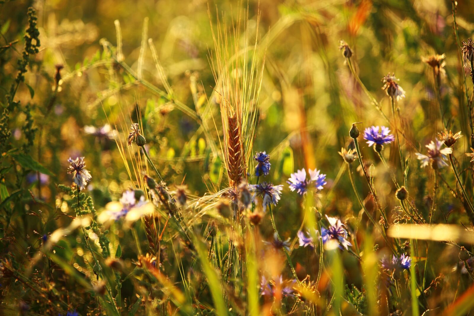 Canon EOS 100D (EOS Rebel SL1 / EOS Kiss X7) sample photo. Flower, summer, field photography