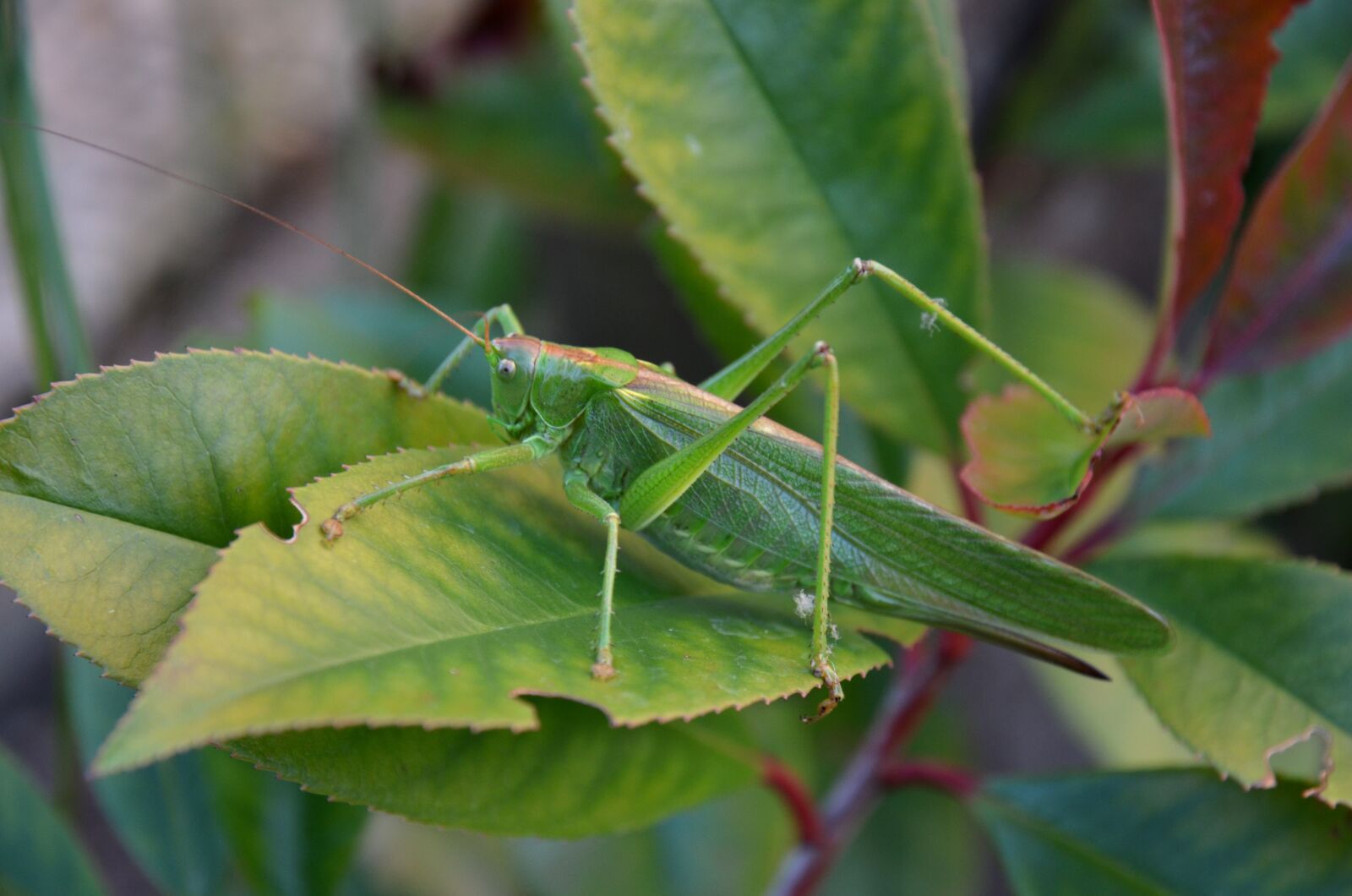 Nikon D5100 sample photo. Nature, bug, grasshopper photography